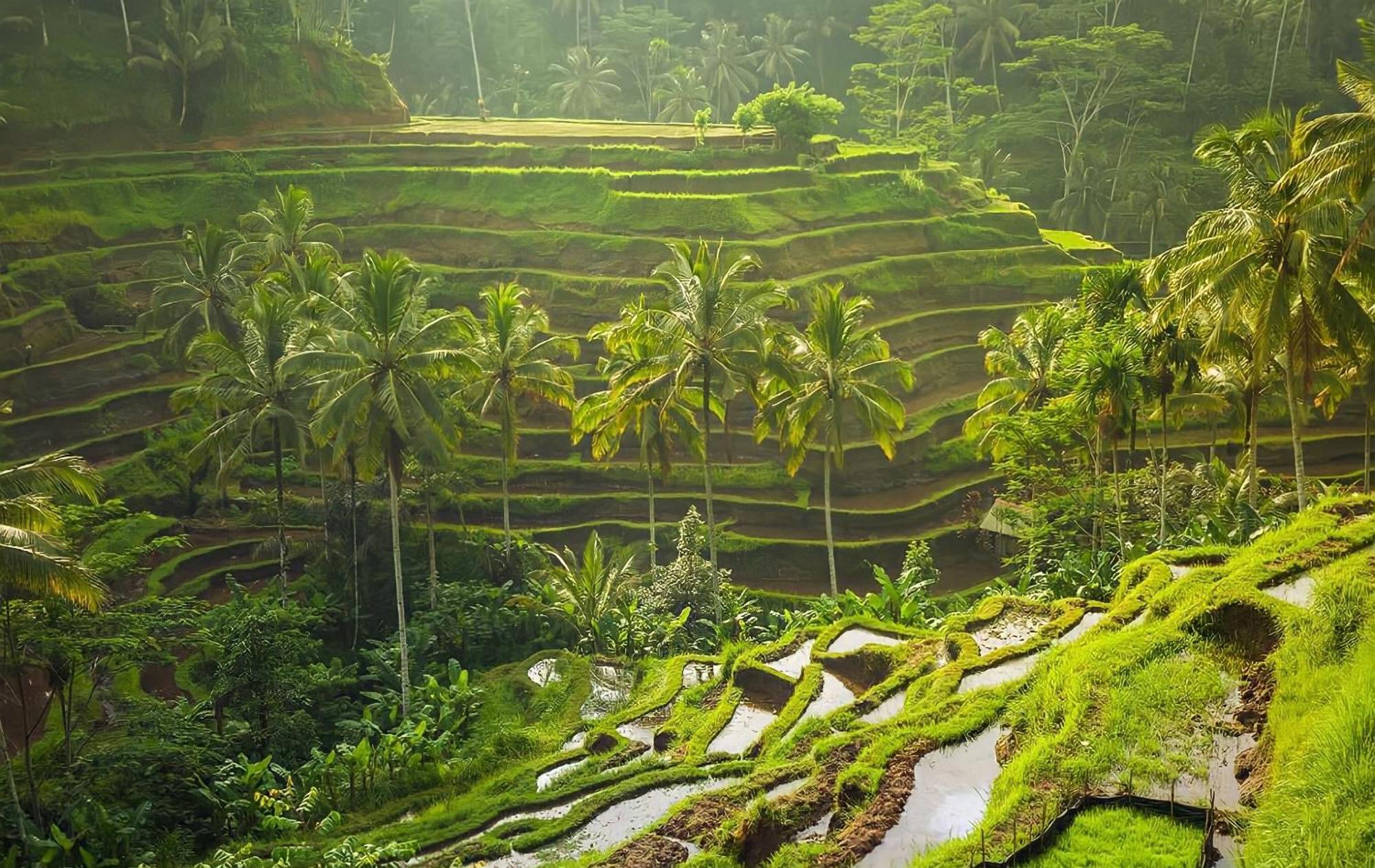 Royal Jj Ubud Resort & Spa Екстер'єр фото